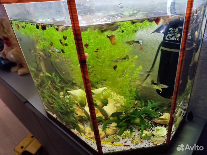 Аквариумные рыбки