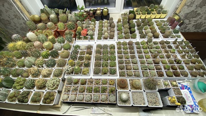 Кактусы коллекция цветущие редкие почтой