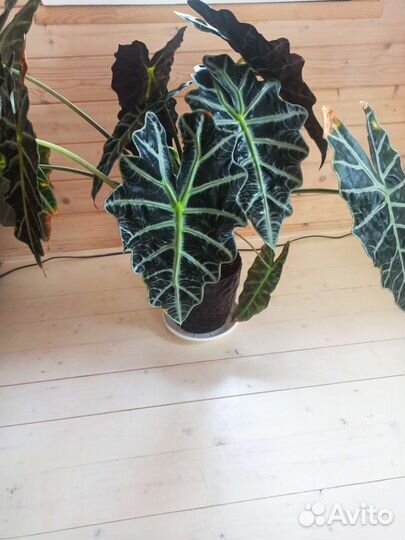 Алоказия полли