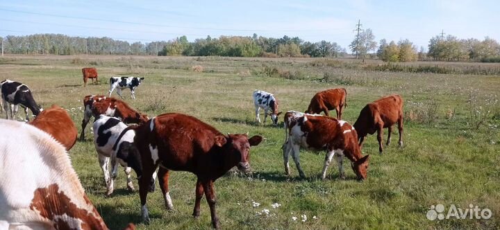 Обмен, Телята на баранов или сено