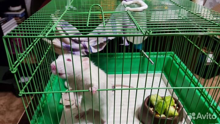 Крыса в добрые руки