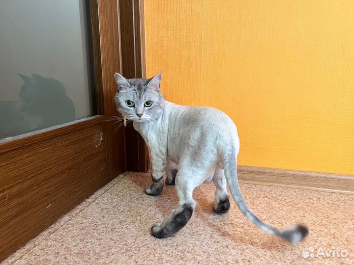 Стрижка кошек и собак