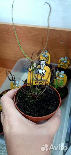 Хищные растения