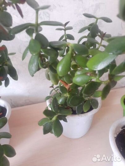 Толстянка (денежное дерево)