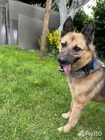 Собака улыбака в добрые руки