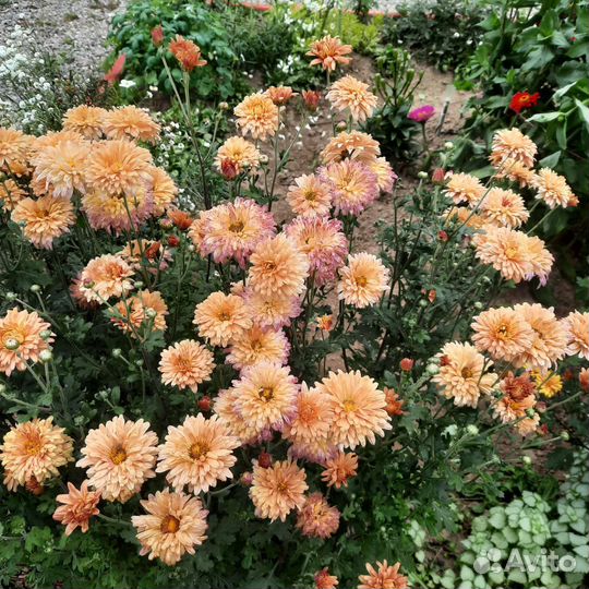 Хризантемы