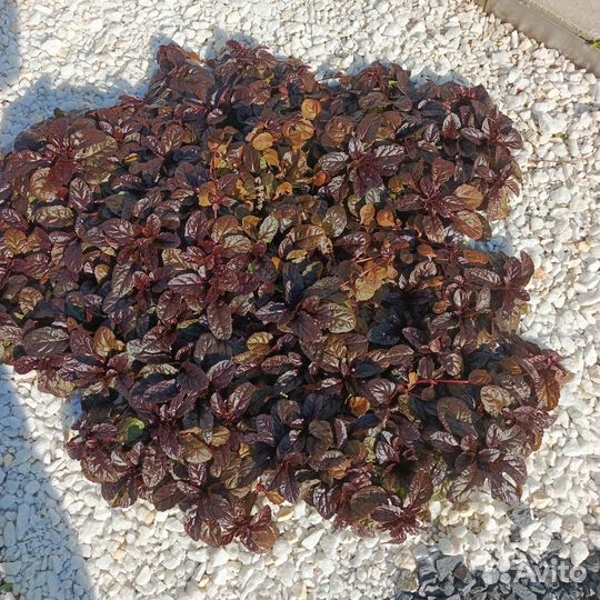 Саженцы декоративных растений