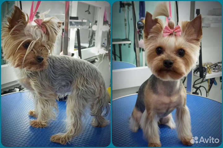 Стрижка собак/Экспресс линька(Красногорск)