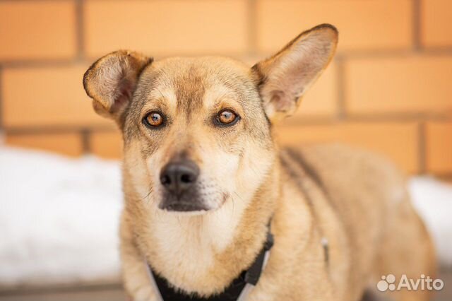 Байкал. 50см вхолке. Ищет дом