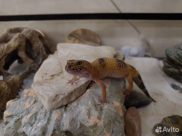 Эублефар самец и самка