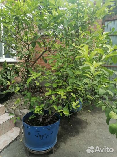 Лимонное дерево с плодами