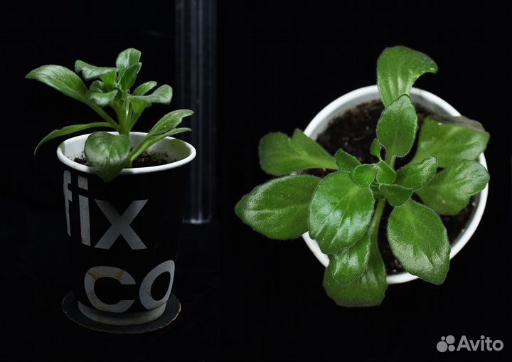 Домашние растения для здоровья - против тревоги