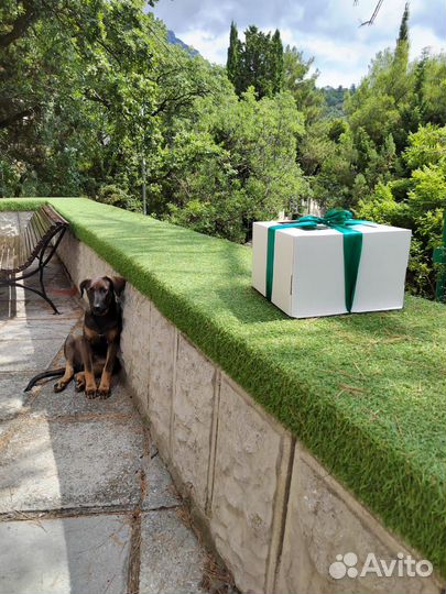 Щенок мальчик