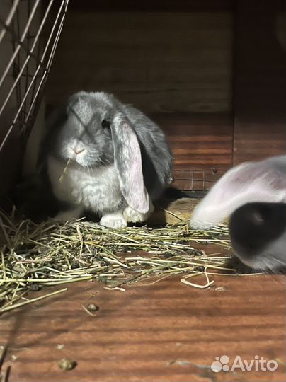 Французский баран