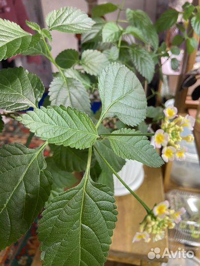 Лантана Камара