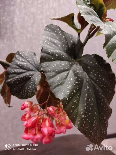 Бегония коралловая