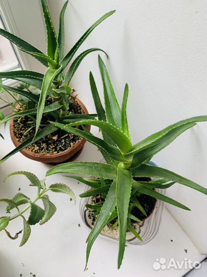 Алоэ лечебный 3 года 30см