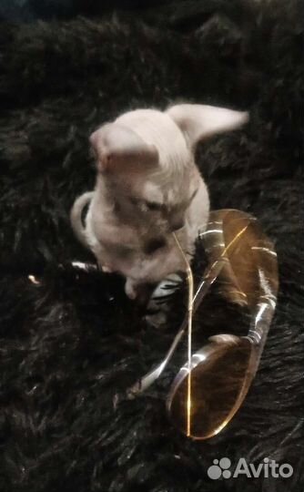 Канадский сфинкс котенок мальчик войлок