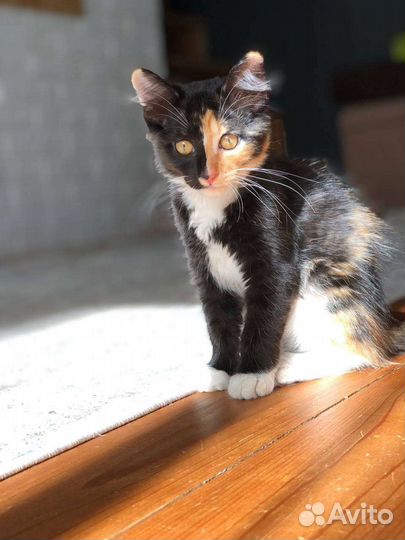 Милые котята в добрые руки