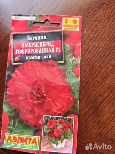 Бегония Америгибрид