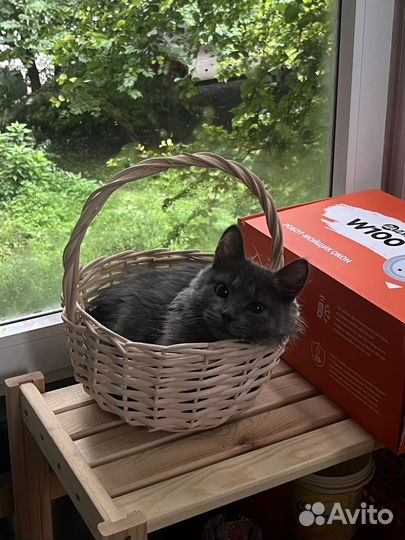 Кот на вязку