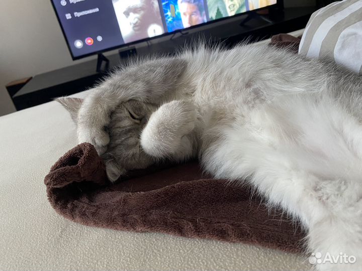 Кошка в дар бесплатно