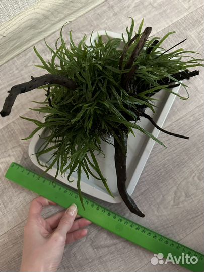 Коряги с папоротником