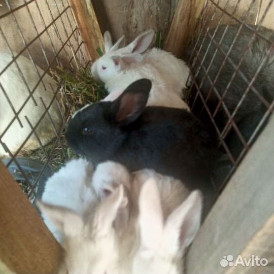 Калифорнийские кролики