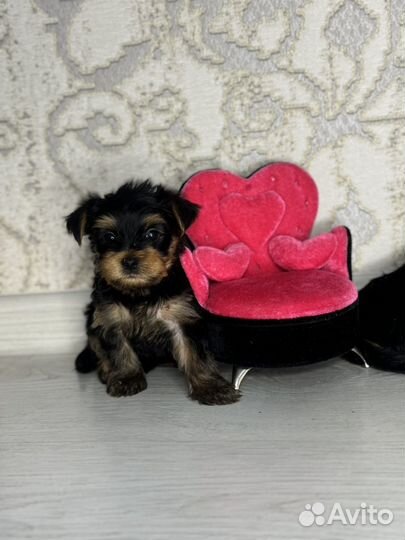 Йоркширский терьер щенки