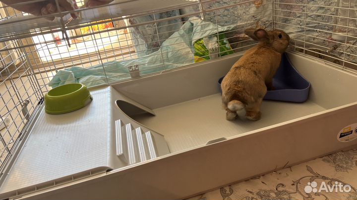 Клетка для декоративного кролика