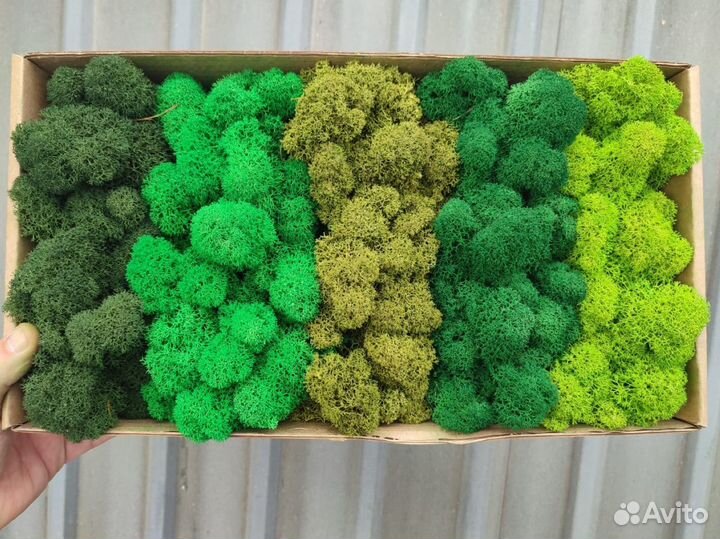 Стабилизированный мох, ягель, кочка, пласт, панно