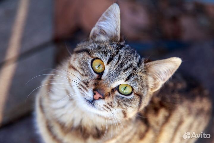 Котик ищет дом