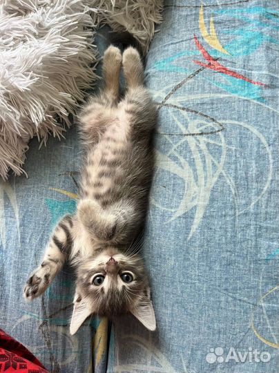 Котята в добрые руки бесплатно