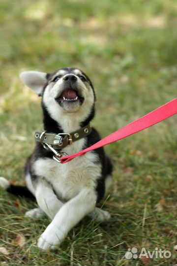 Щенок мальчик метис хаски 4 месяца