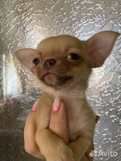 Щенки чихуахуа