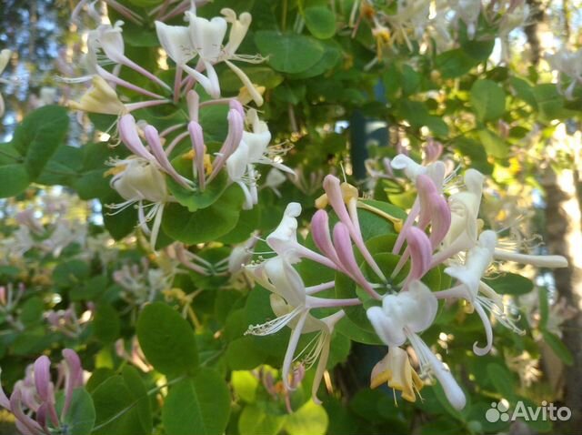 Декоративные кустарники для вашего сада