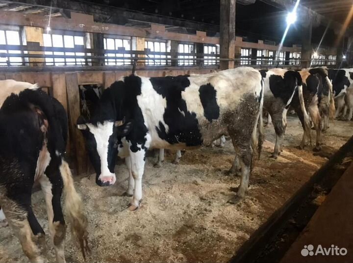 Нетели Черно-пестрые высокоудойные