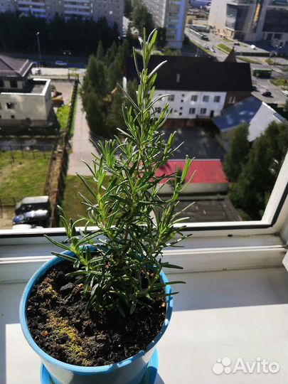 Растения для дома Розмарин (кулинарный)
