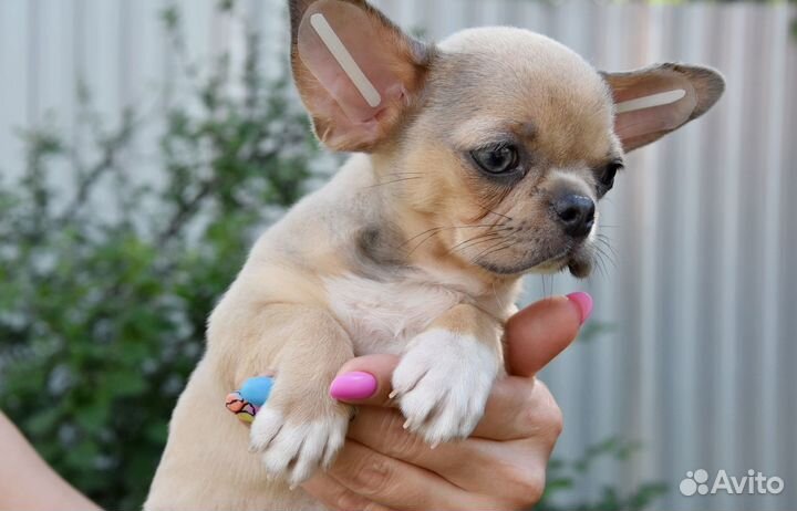 Чихуахуа - мальчик