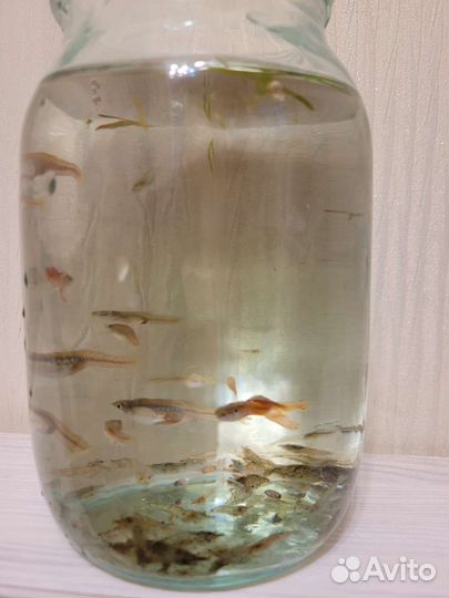 Аквариумные креветки