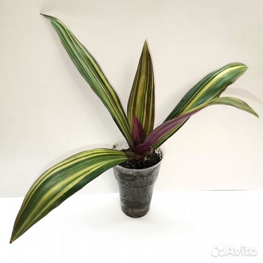 Традесканция Рео Виттата Rhoeo Vittata