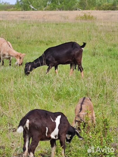 Коза дойная молочная