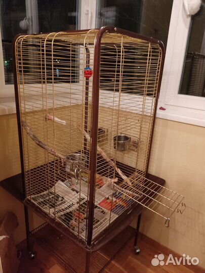 Попугай Какаду