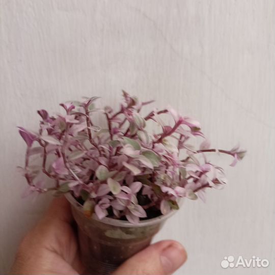 Каллизия Розовая Пантера, традесканция