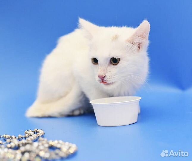 Белоснежный котёнок в дар