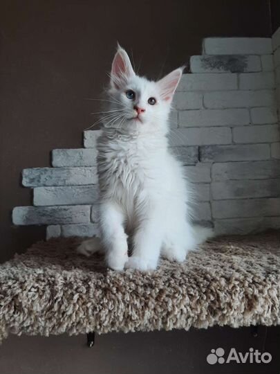 Белые коты куны