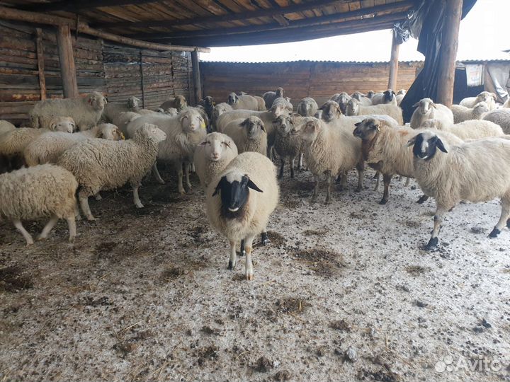 Овцы бараны