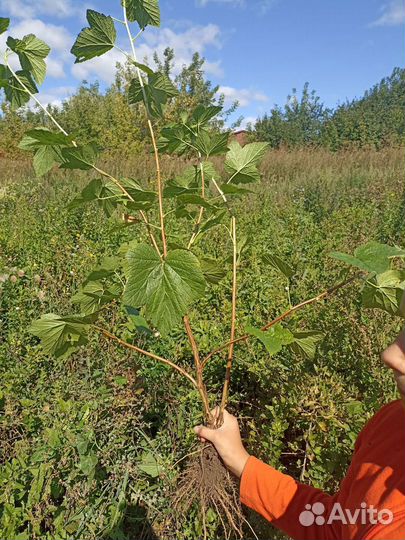 Саженцы черной смородины