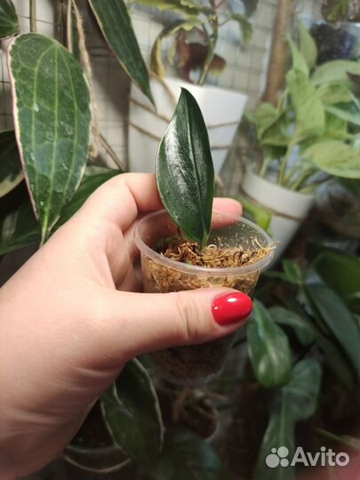 Сингониум панда,моттлед ароухед,сциндапсус дарк