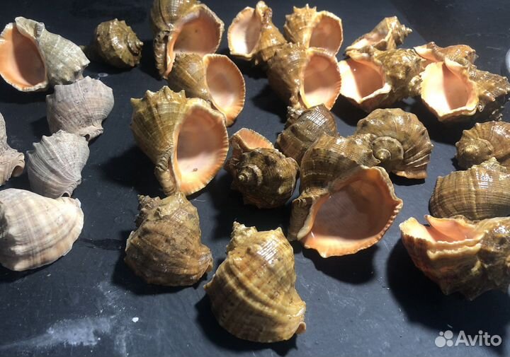 Ракушка рапан (лакированные и нелак)